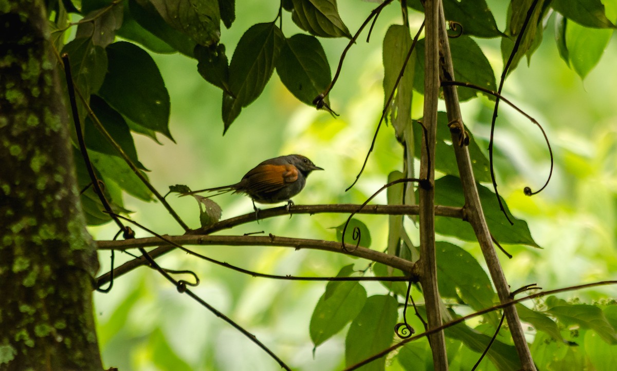 Slaty Spinetail - ML115710171