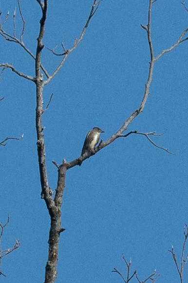Olive-sided Flycatcher - ML115710591