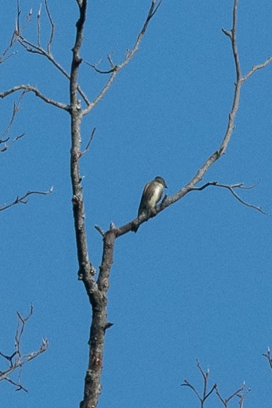 Olive-sided Flycatcher - ML115710611