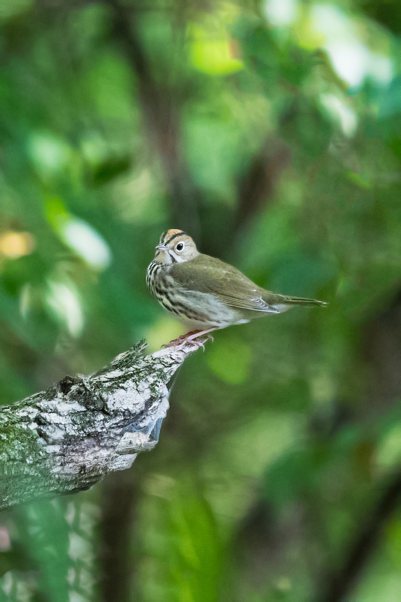 Ovenbird - ML115710731
