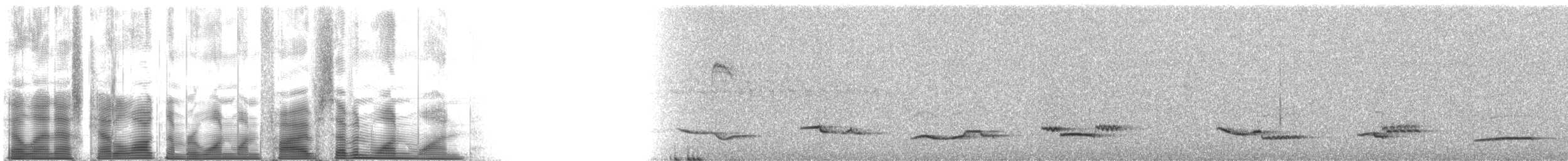 drozd bělohrdlý [skupina albicollis] - ML115711