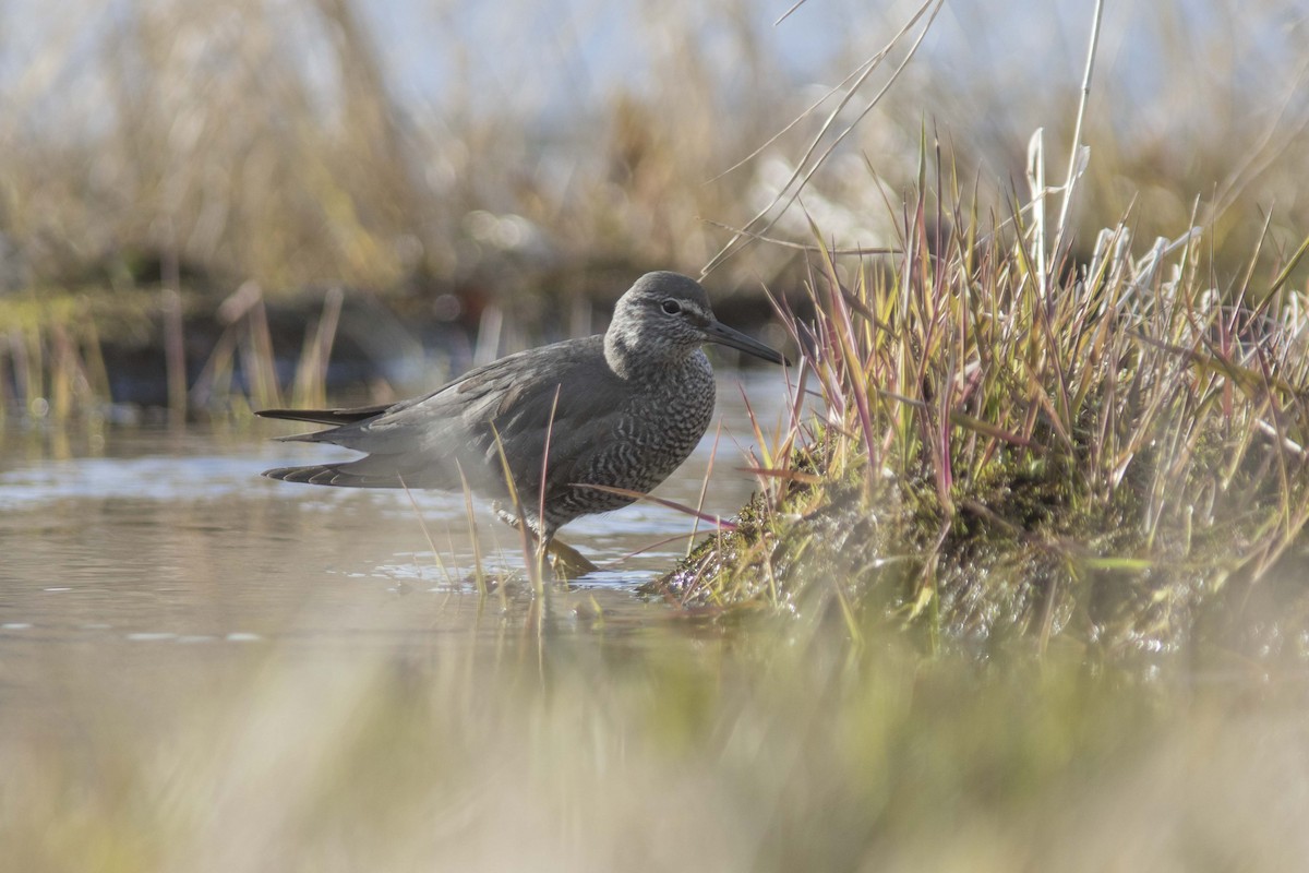 Wandering Tattler - ML115711011