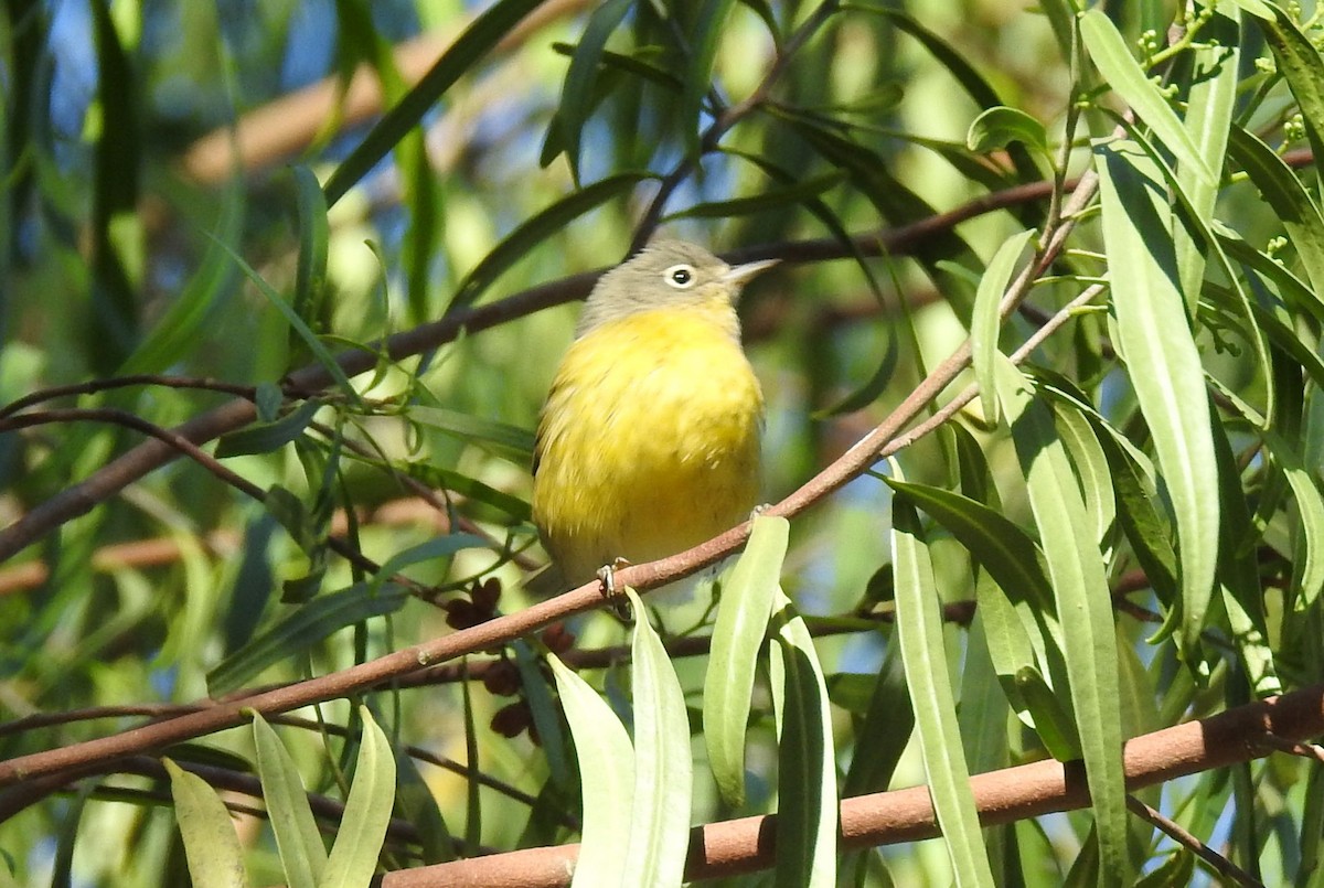 Nashville Warbler - ML115711981