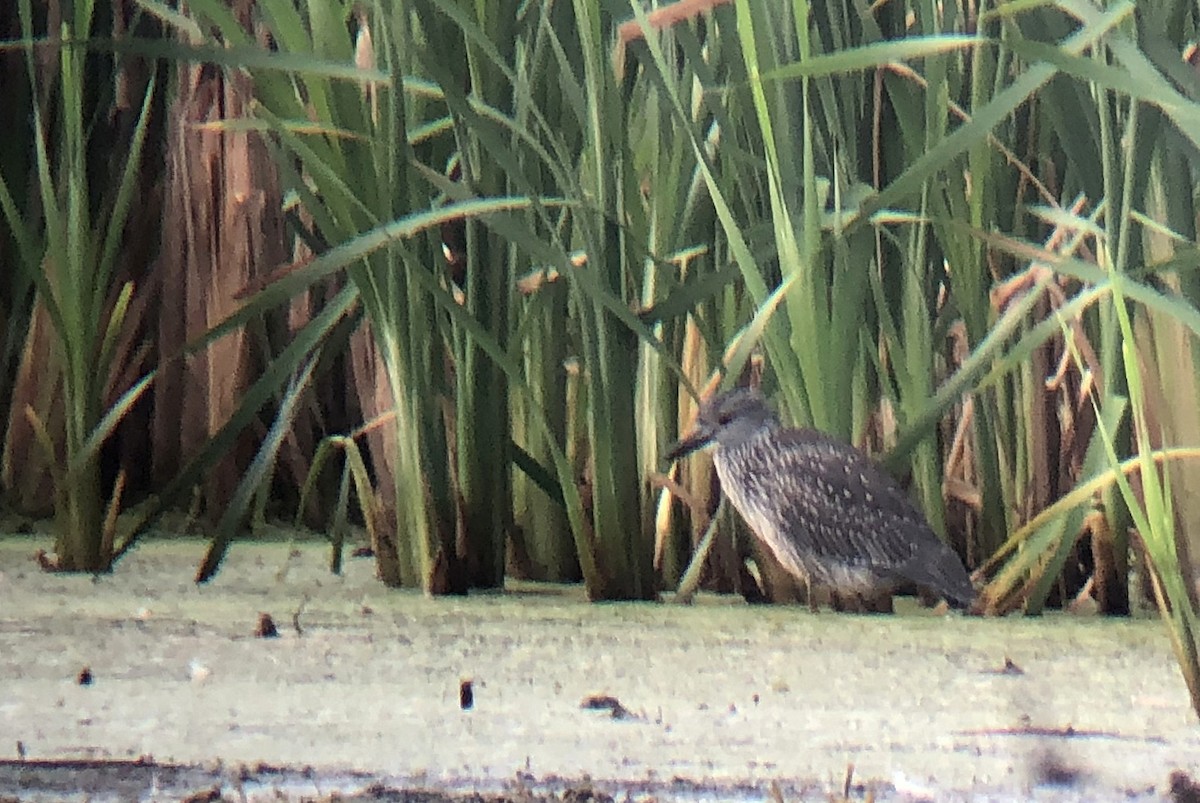 Yellow-crowned Night Heron - Tim Lenz