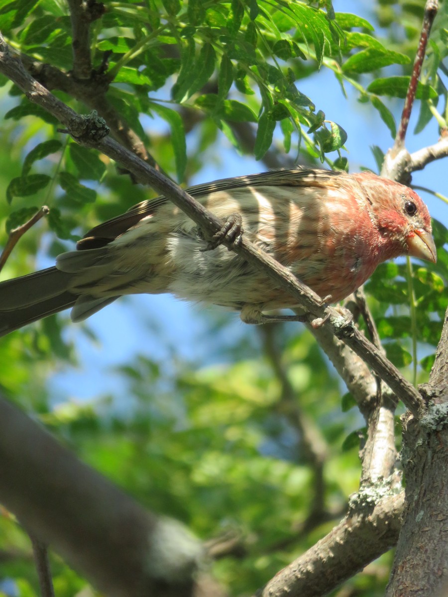 House Finch - ML115712551