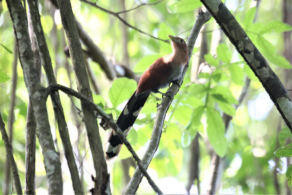 Squirrel Cuckoo - ML115713221