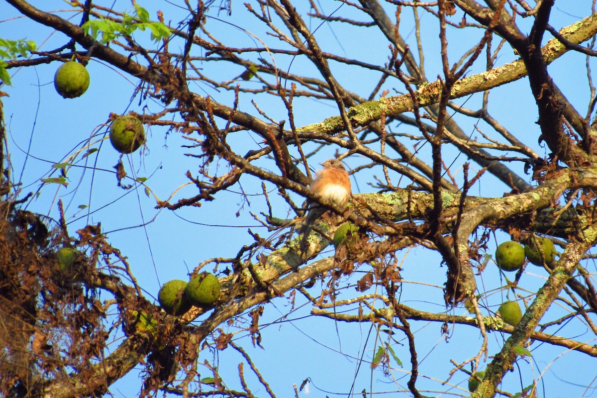 Eastern Bluebird - ML115716091