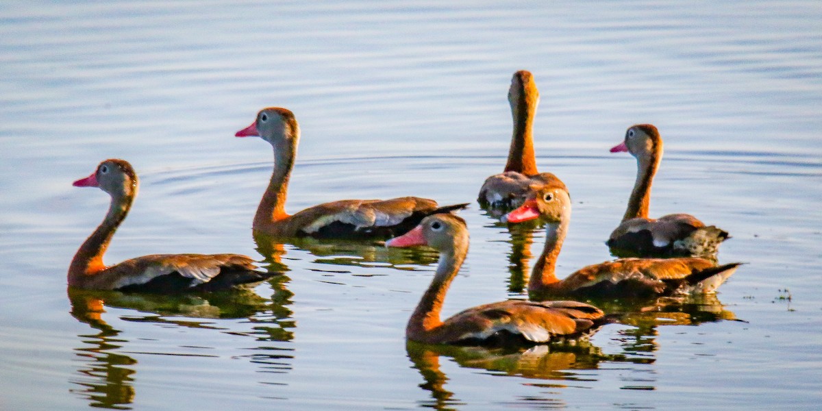 Black-bellied Whistling-Duck - Bob Harden