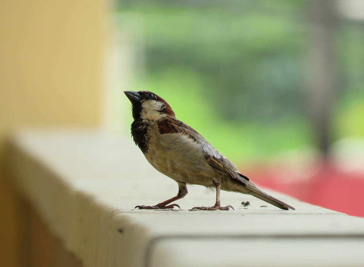 House Sparrow - Arthur Gomes
