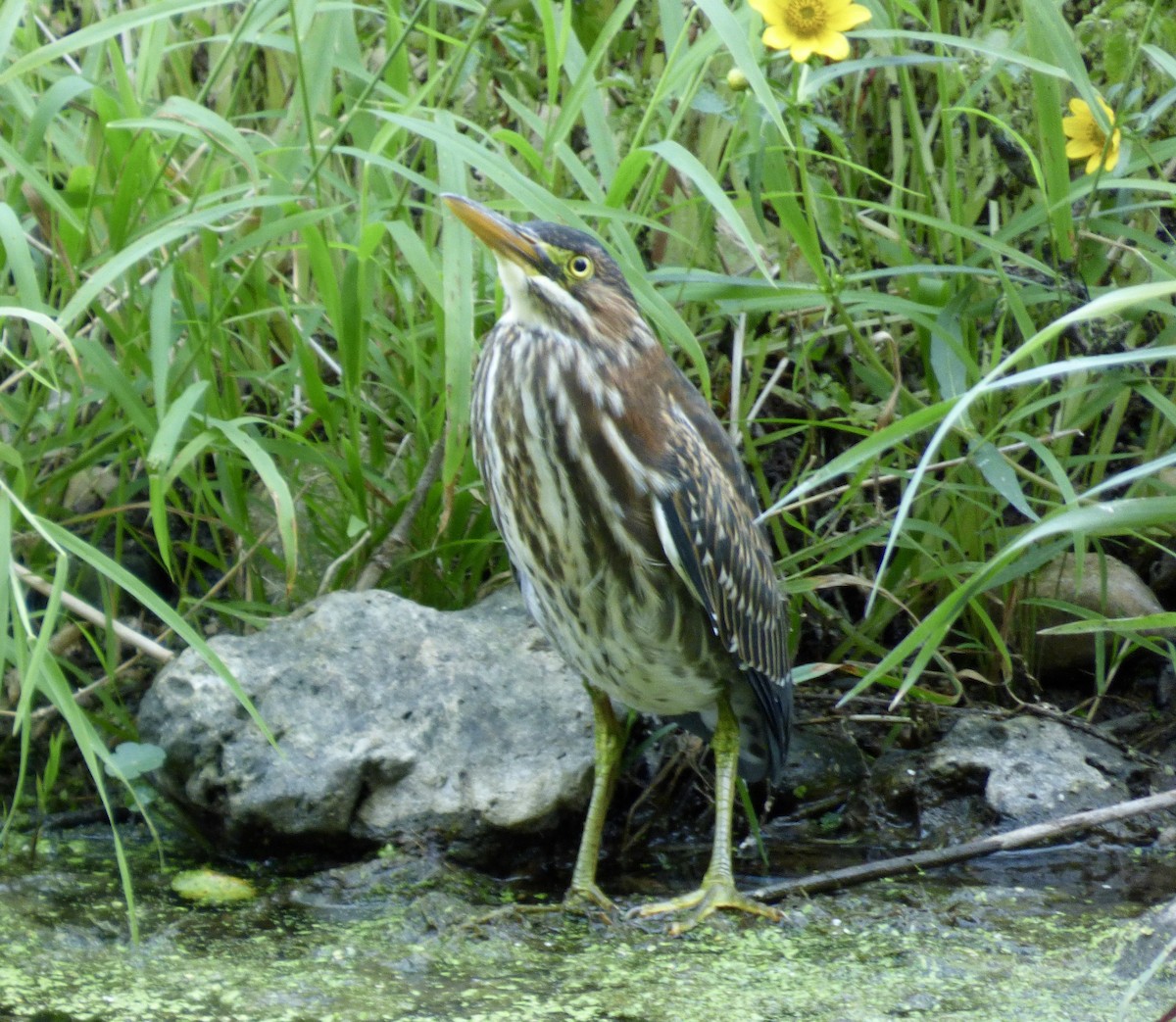 Green Heron - ML115721101