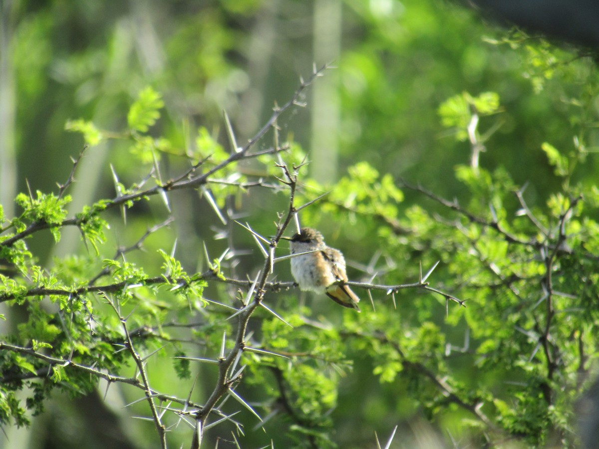 Broad-tailed Hummingbird - ML115723281