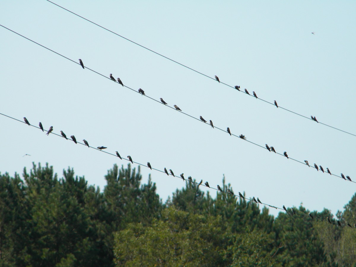 Northern Rough-winged Swallow - ML115728071