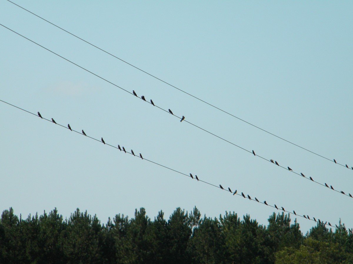 Northern Rough-winged Swallow - ML115728101