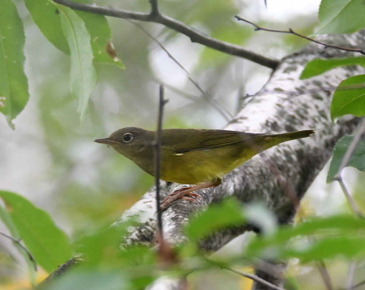 Connecticut Warbler - ML115728571