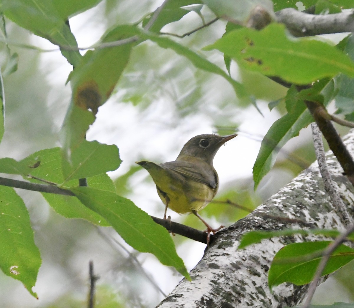 Connecticut Warbler - ML115728581
