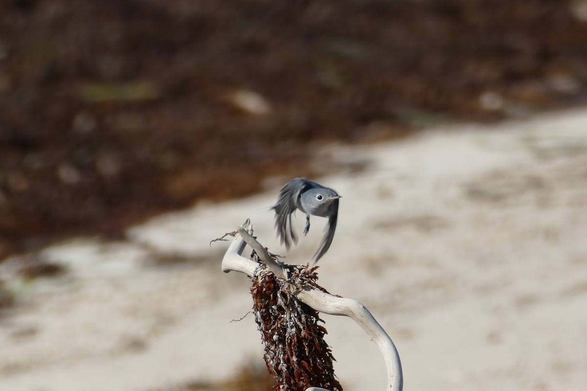 Blue-gray Gnatcatcher - ML115729161