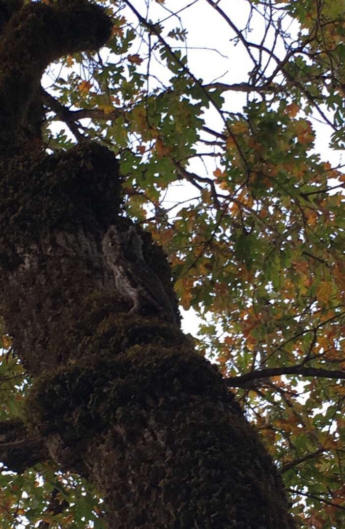 Western Screech-Owl - ML115729451