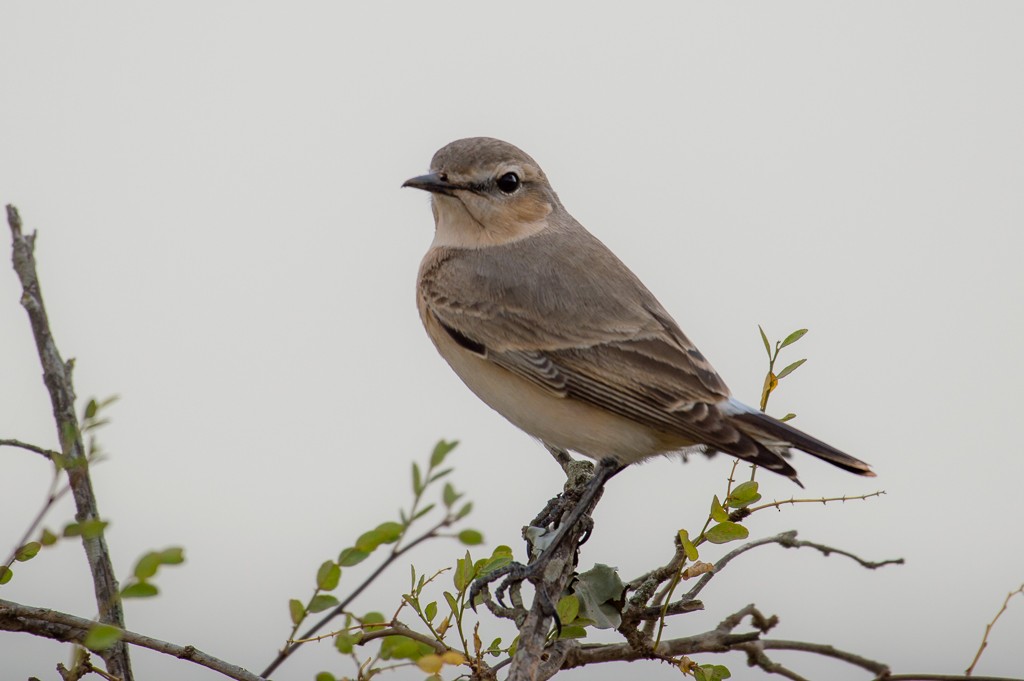 Isabelline Wheatear - ML115731151