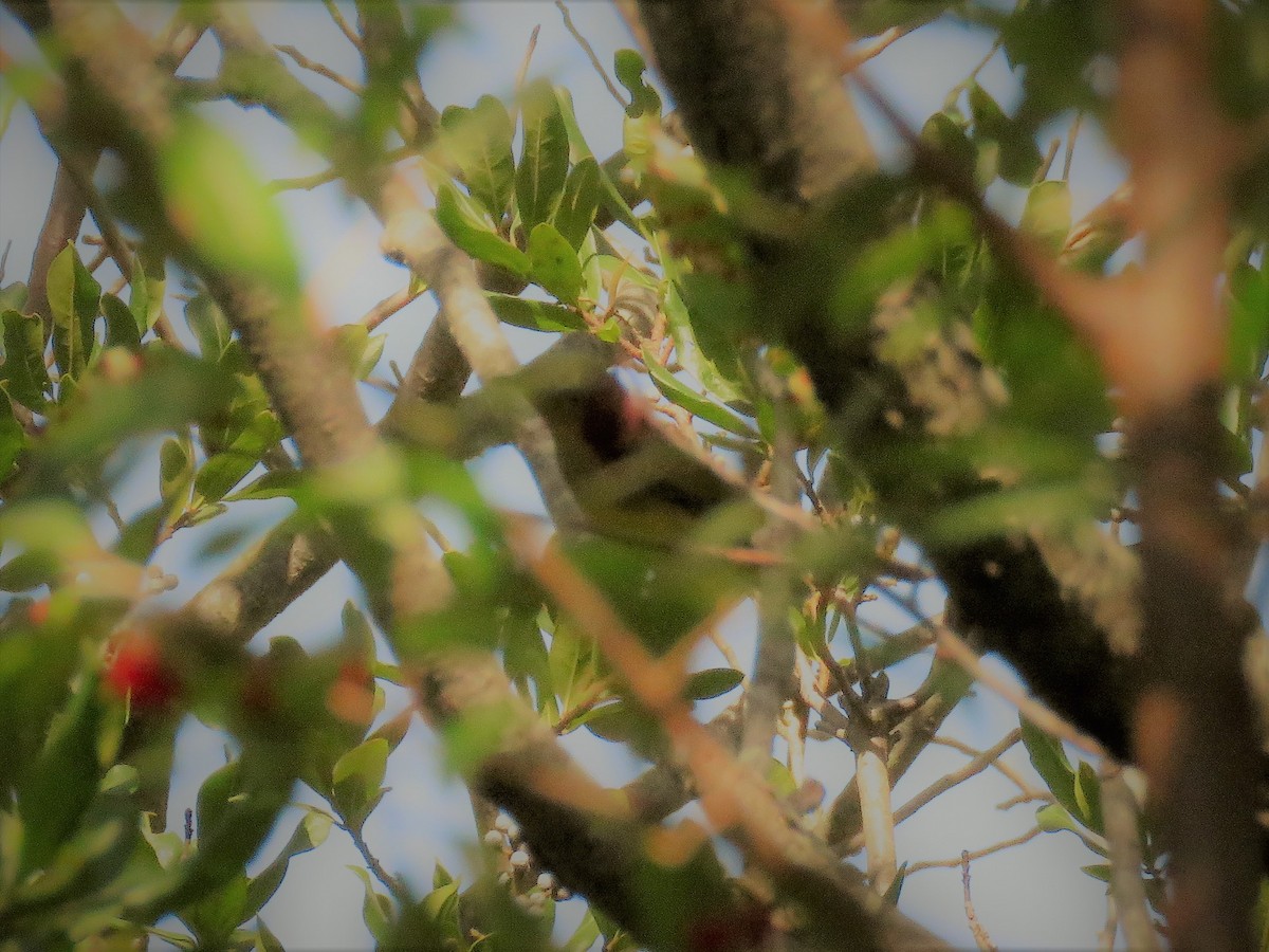 Connecticut Warbler - ML115732801