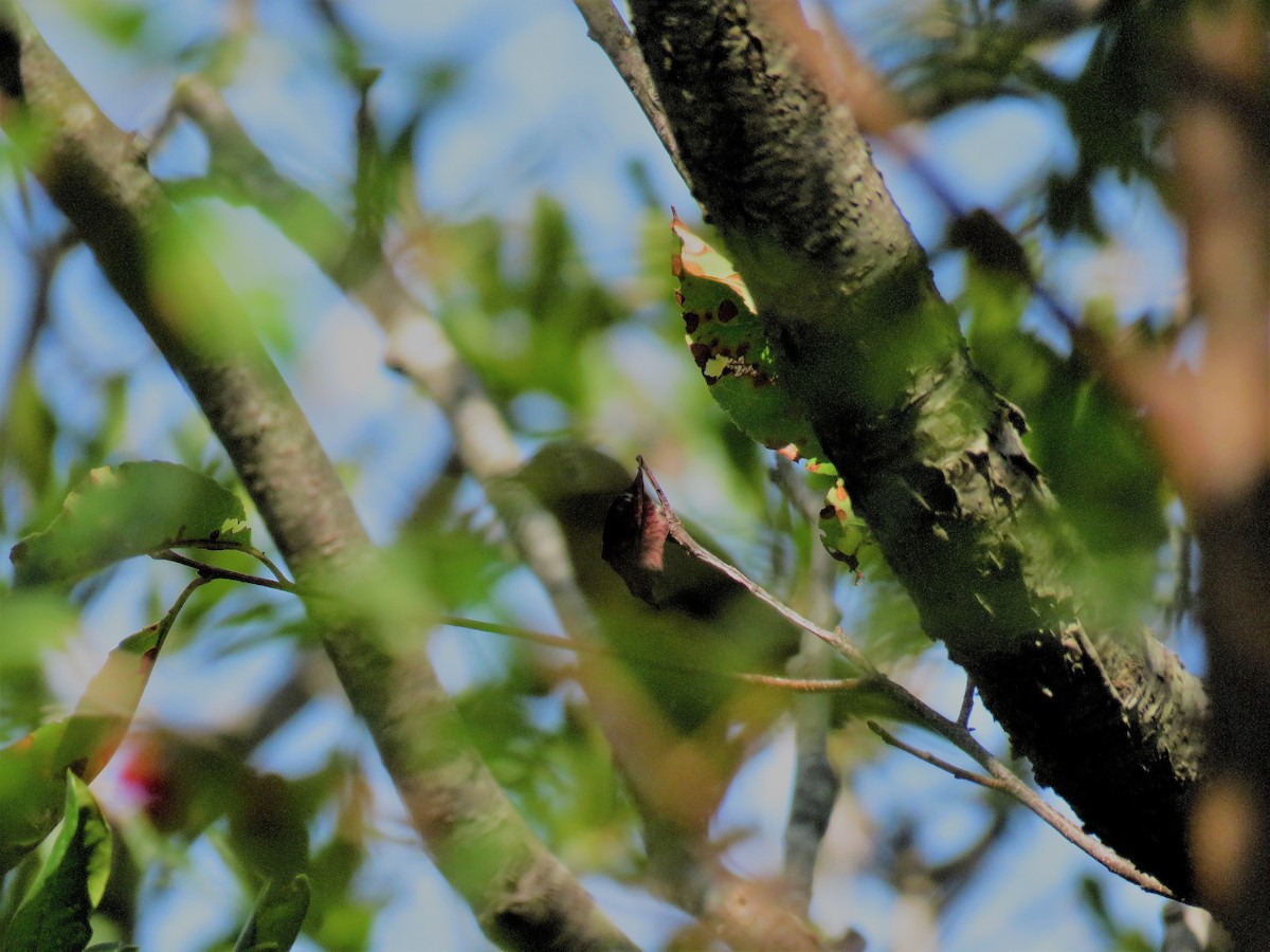Connecticut Warbler - ML115732821