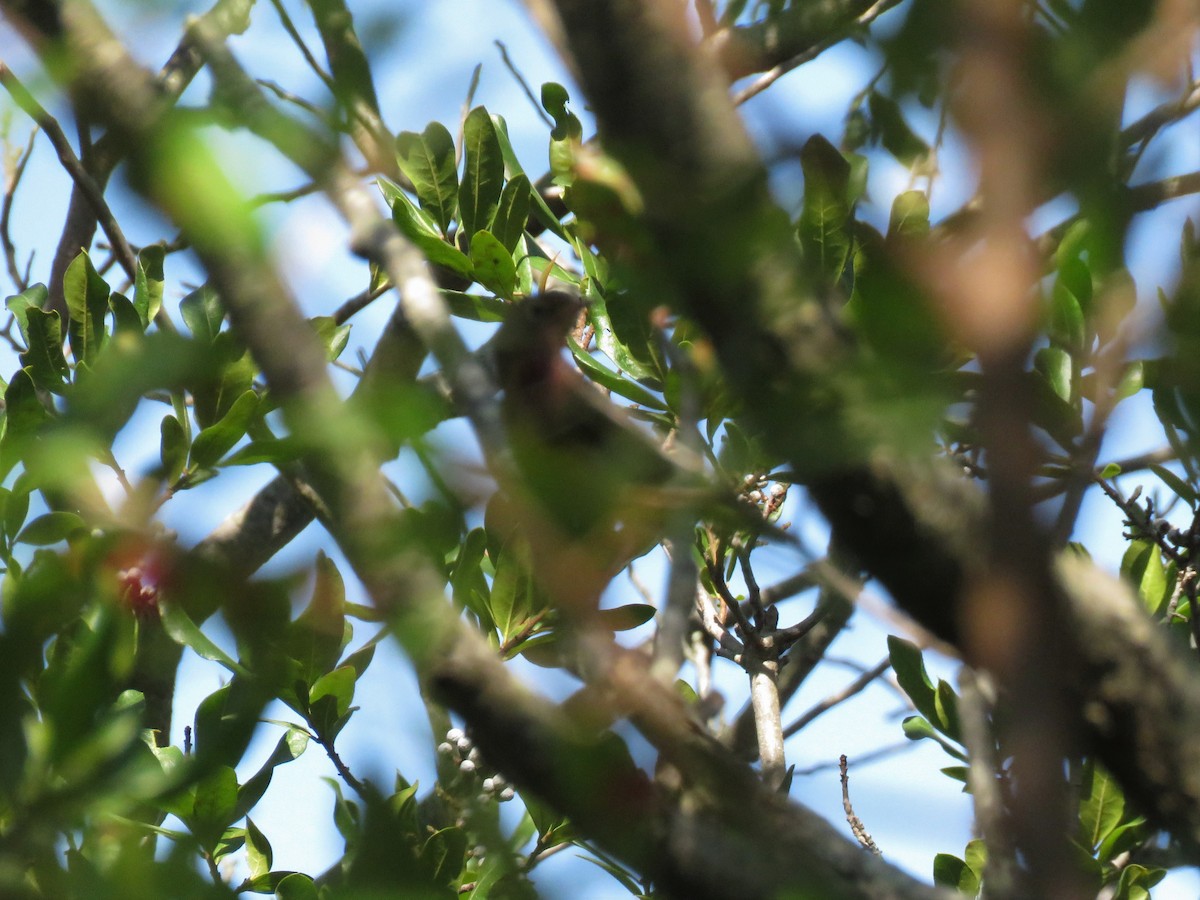 Connecticut Warbler - ML115732831