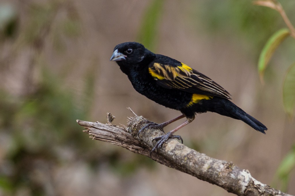 Yellow Bishop - ML115734101