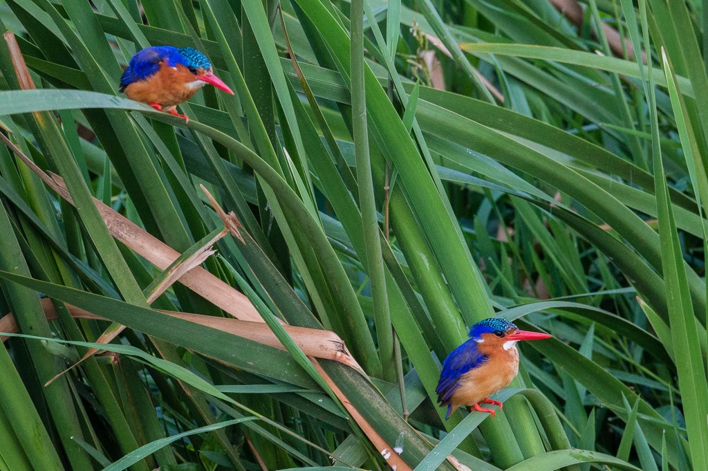 Malachite Kingfisher - ML115734531