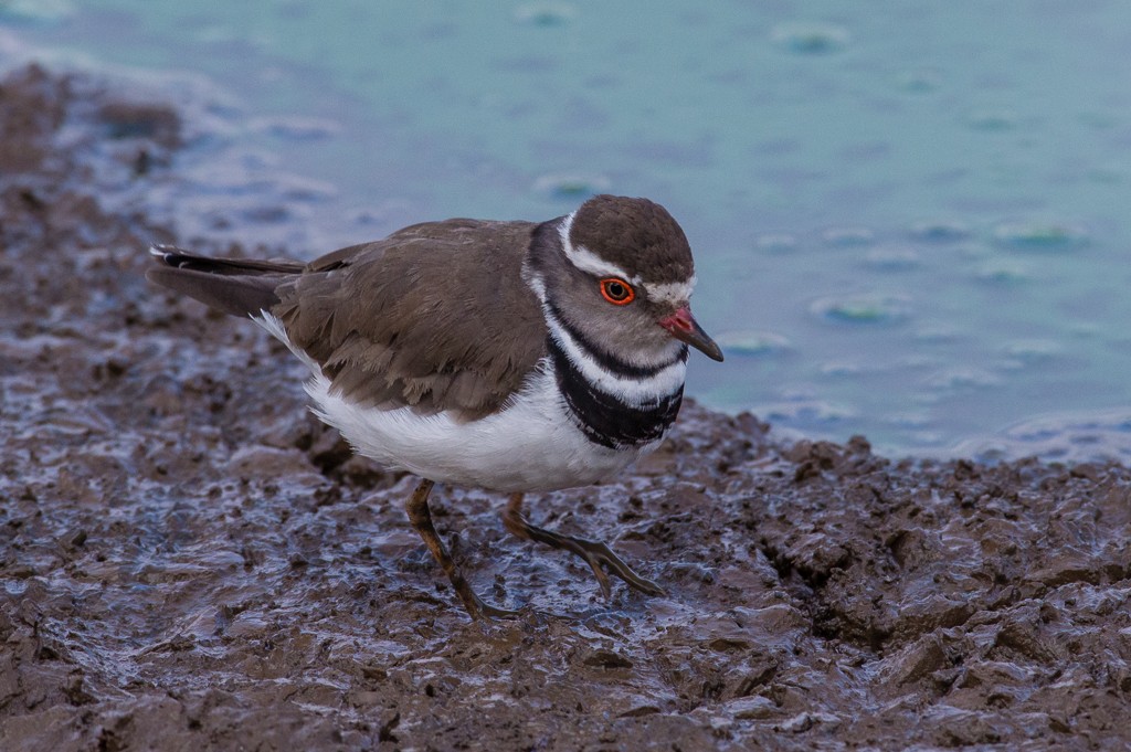 Three-banded Plover - ML115735901