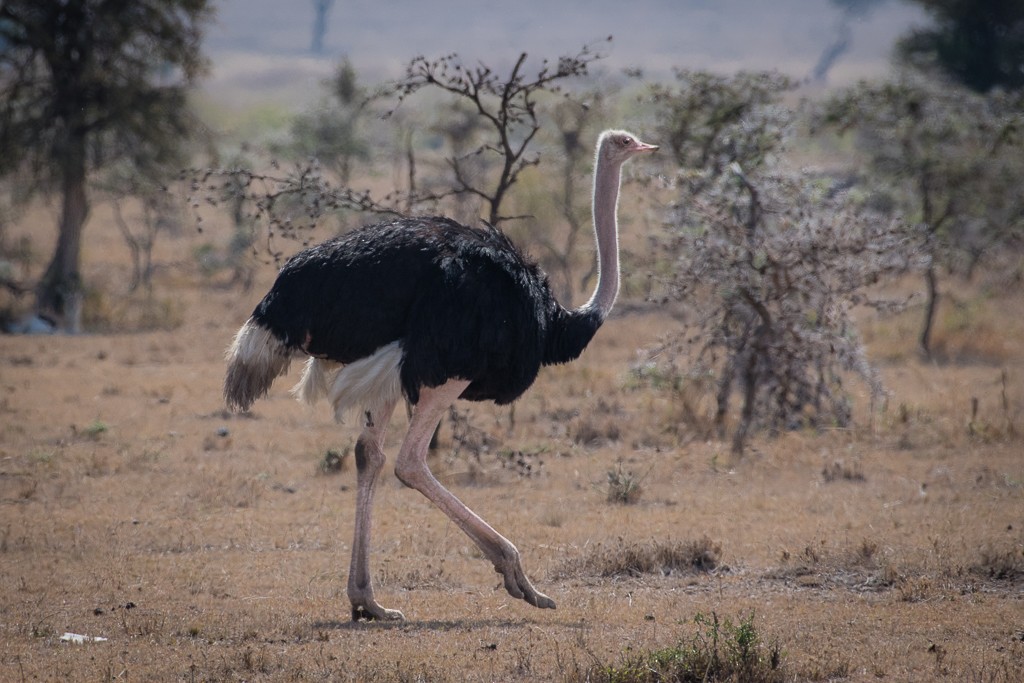 Common Ostrich - Roberto Dall Agnol