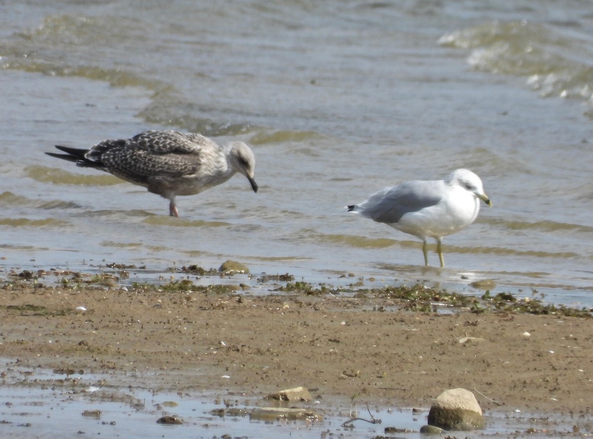 Lesser Black-backed Gull - ML115736851