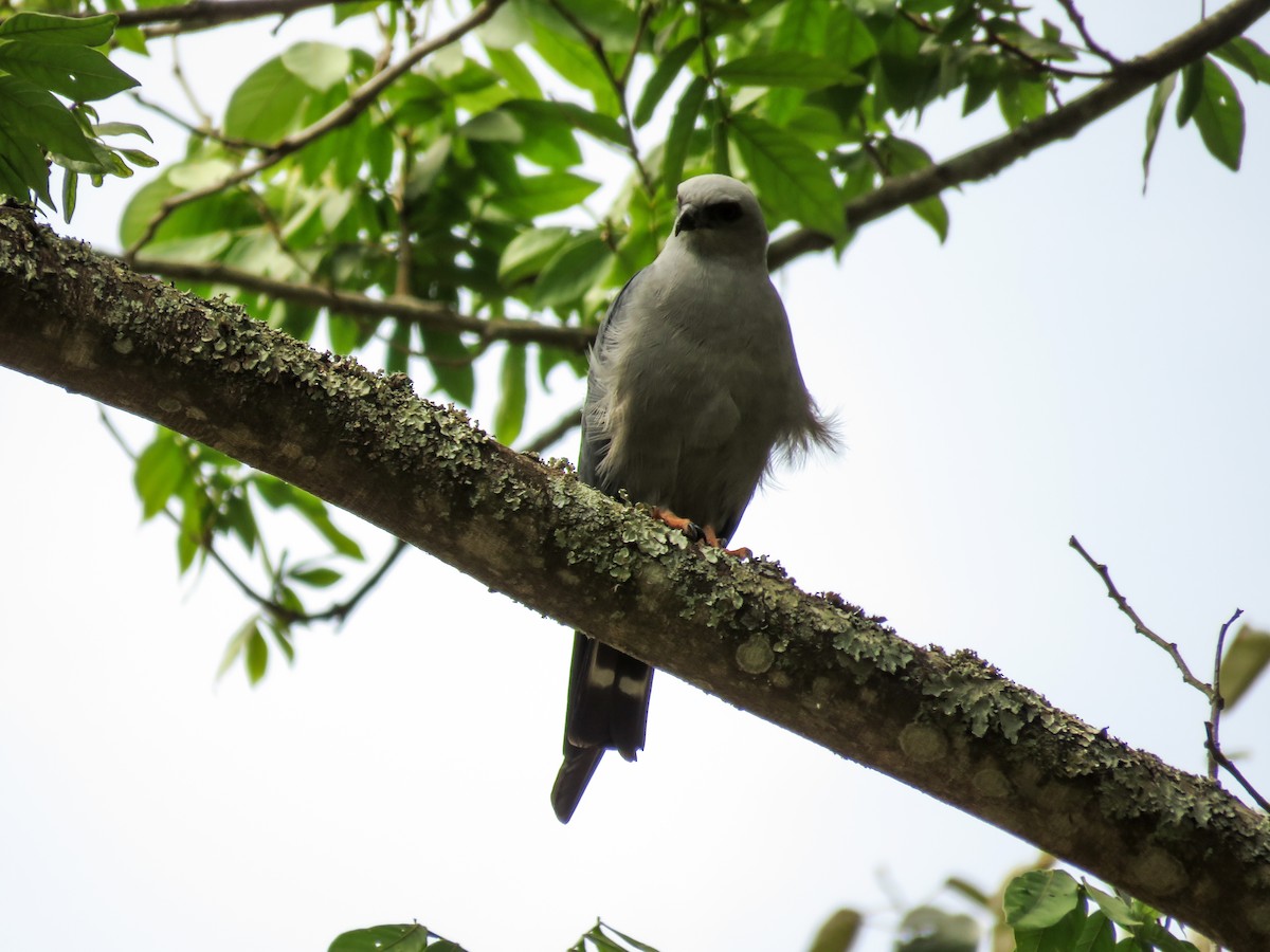 Plumbeous Kite - ML115737941