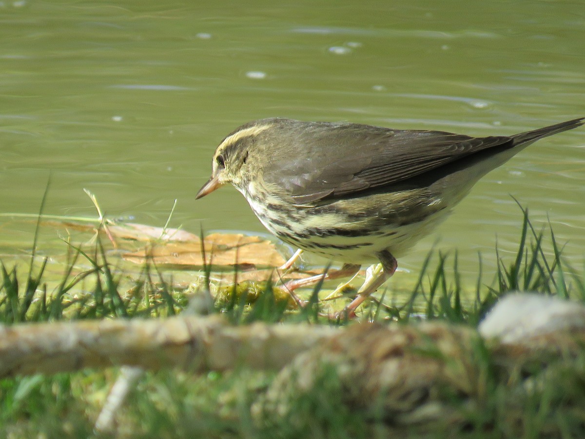 Northern Waterthrush - ML115739141