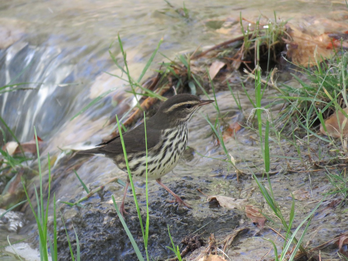 Northern Waterthrush - ML115739241