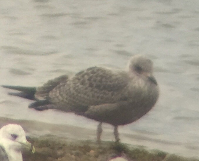 Lesser Black-backed Gull - ML115739311