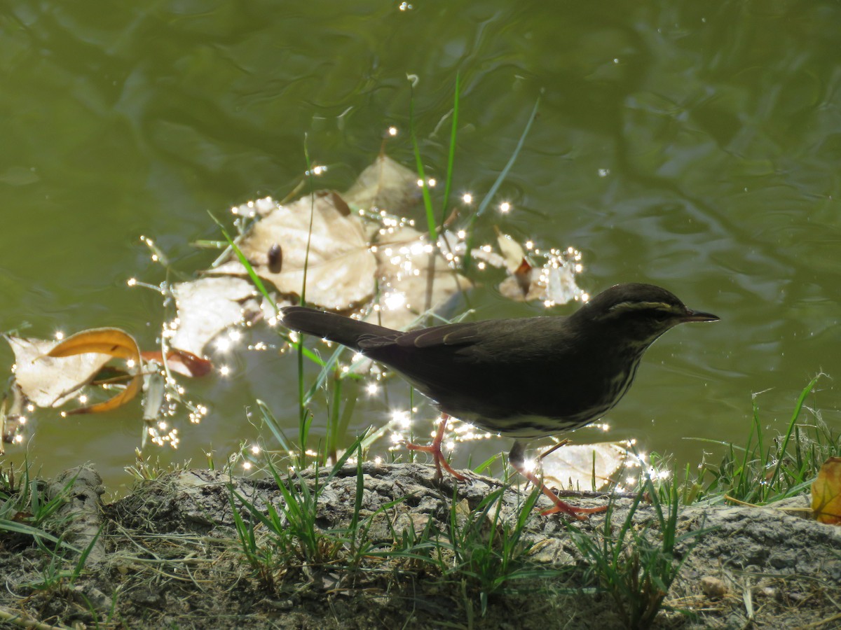 Northern Waterthrush - ML115739471