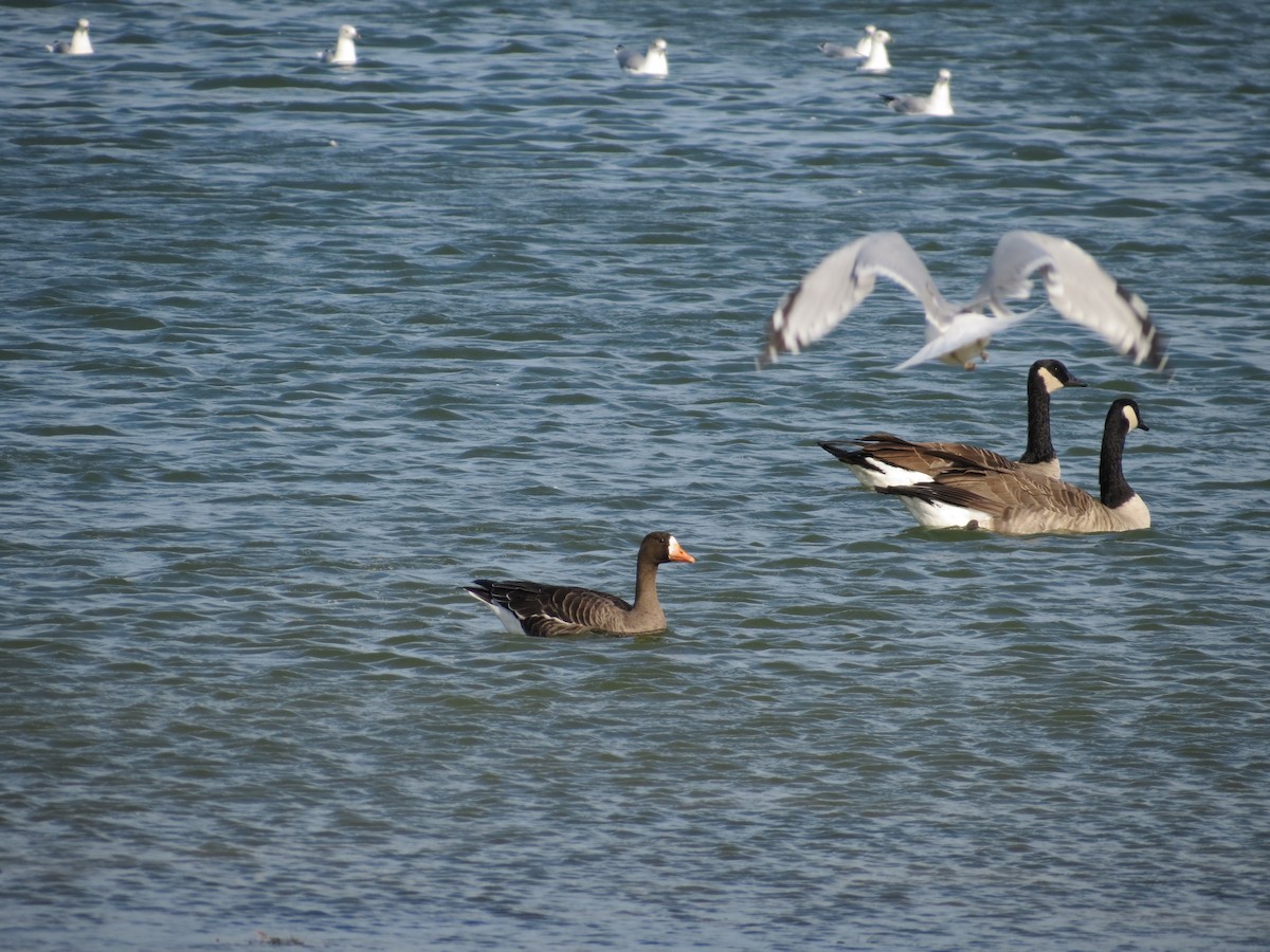 Greater White-fronted Goose - ML115741311