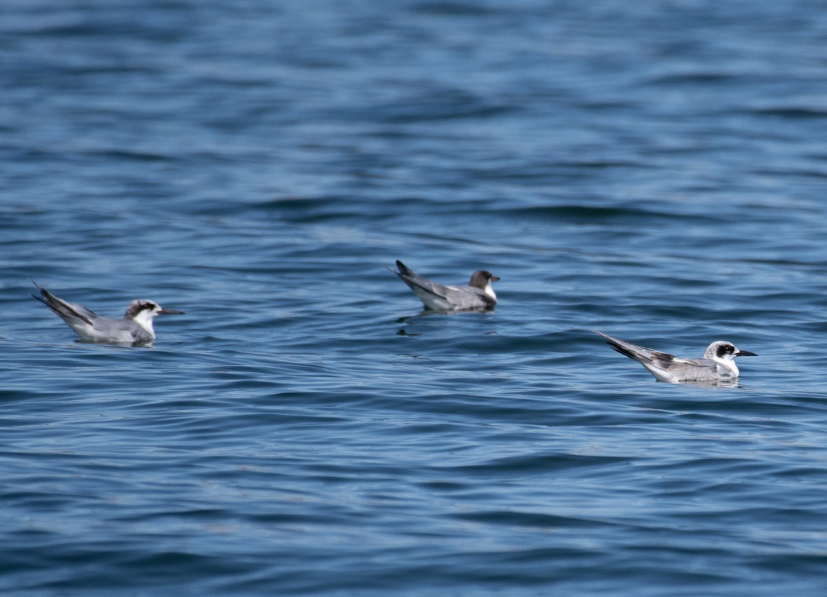 Forster's Tern - Mary McSparen