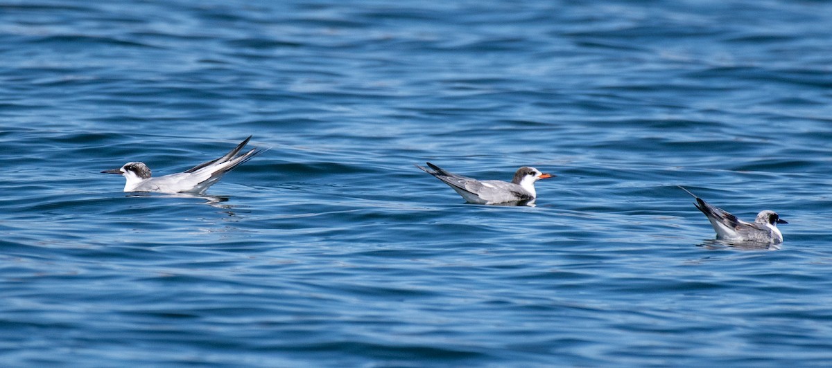 Forster's Tern - Mary McSparen