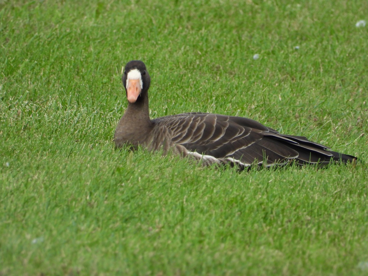 Greater White-fronted Goose - Chad Wilson