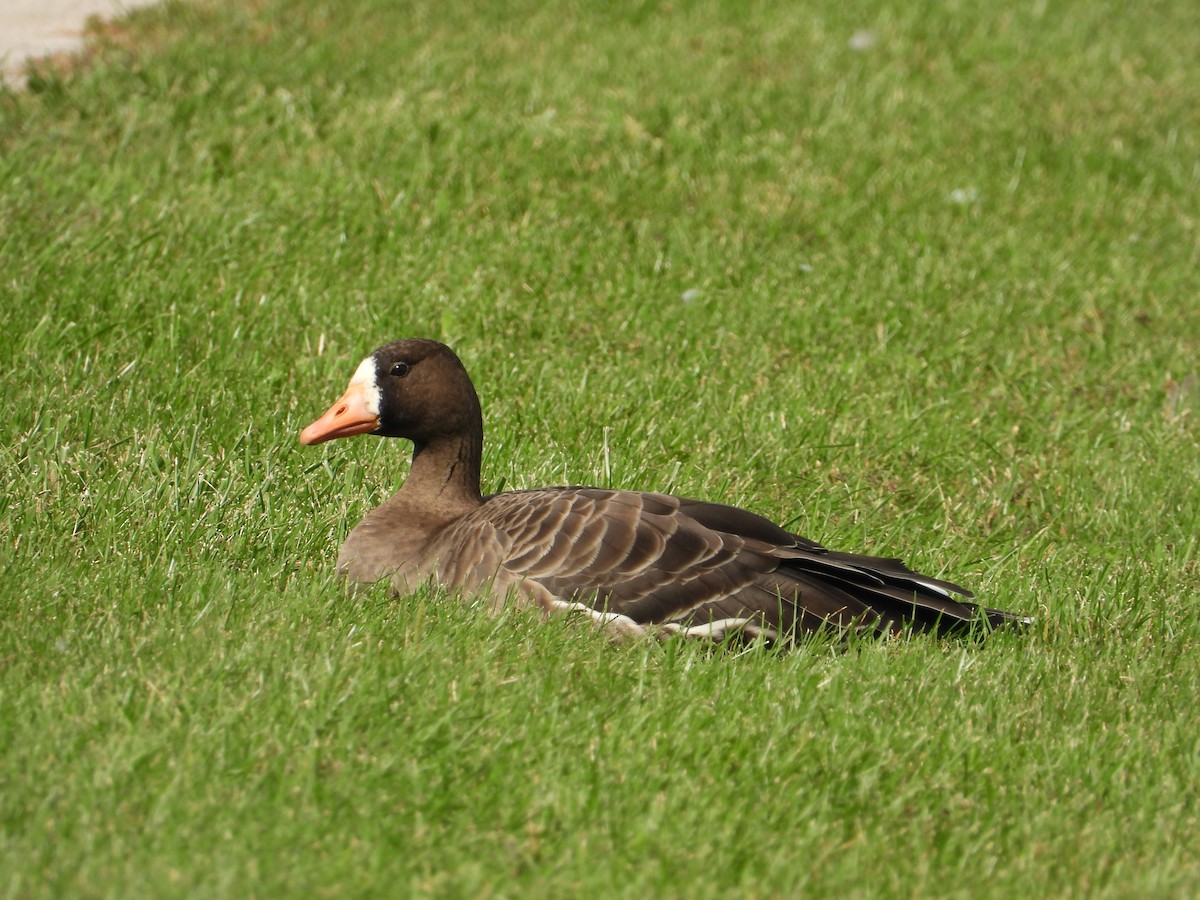 Greater White-fronted Goose - Chad Wilson