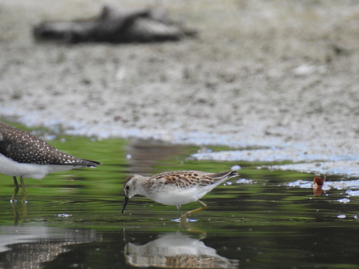 pygmésnipe - ML115743631