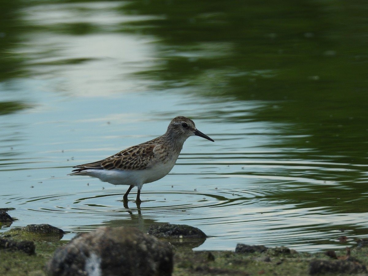 Least Sandpiper - Martha Cartwright