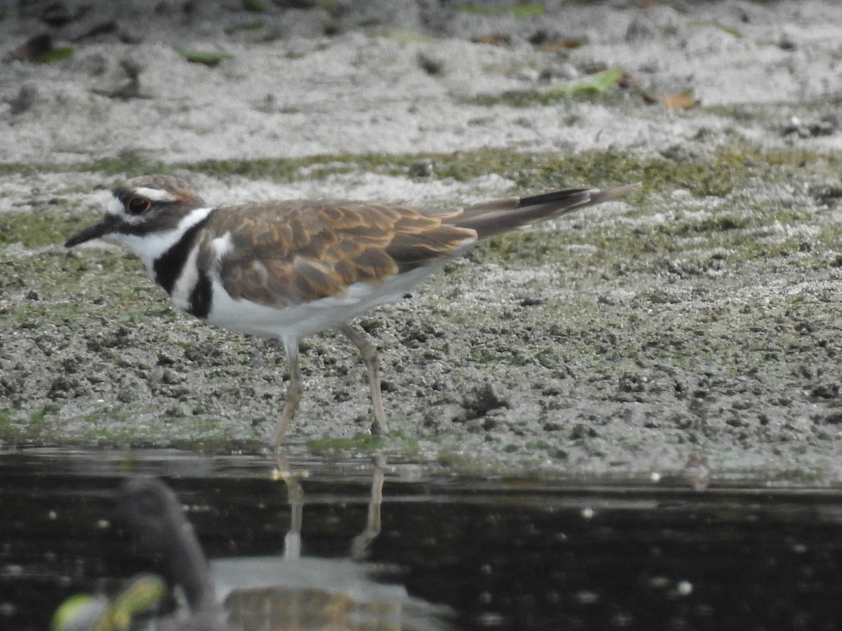 Killdeer - ML115744731