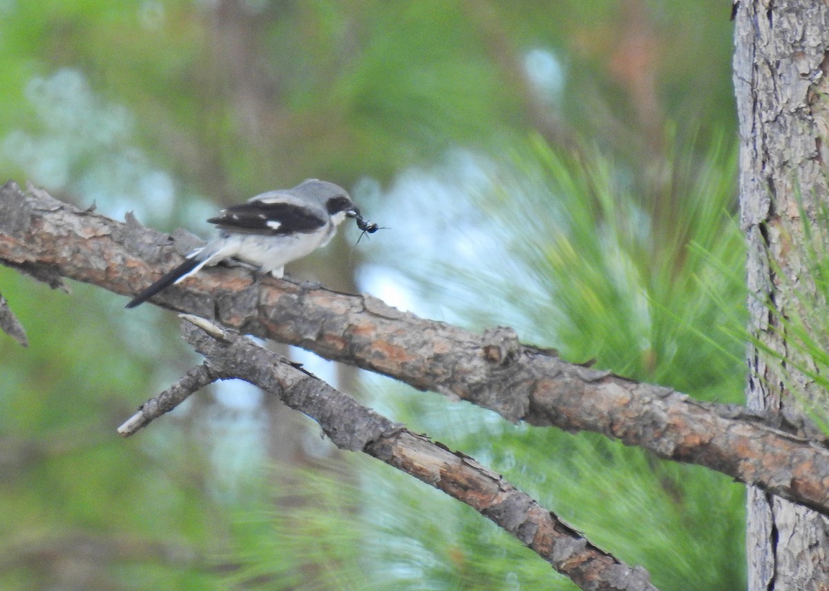 Loggerhead Shrike - Christine Sparks