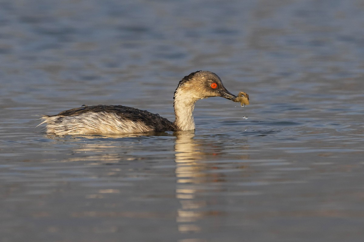 Silvery Grebe (Andean) - ML115748791