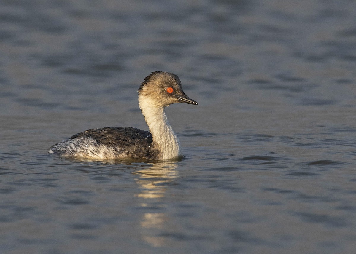 Silvery Grebe (Andean) - ML115748801