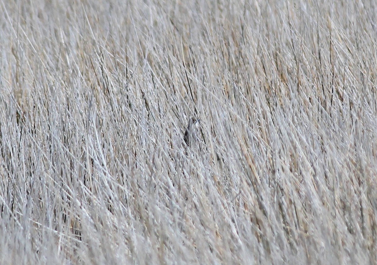 Приморская овсянка-барсучок - ML115749081