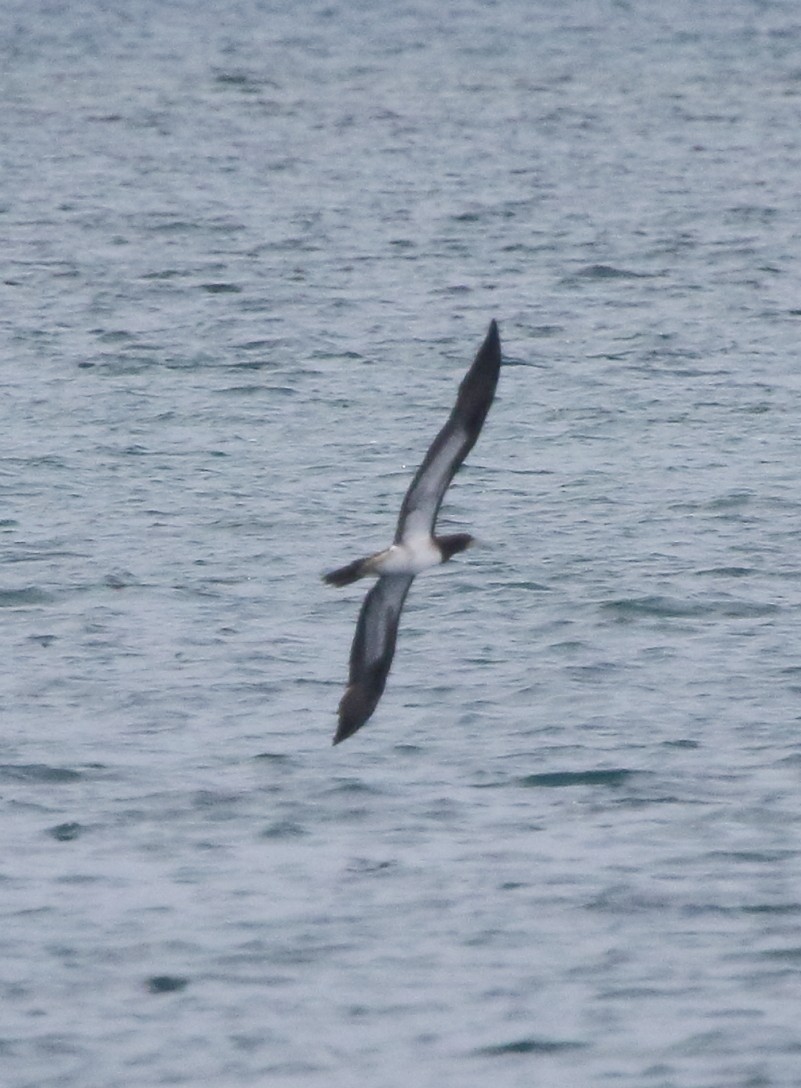 Brown Booby - ML115750331