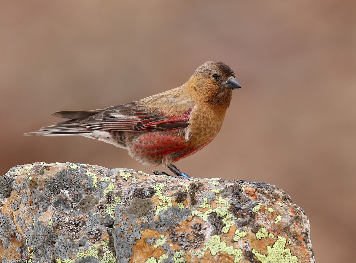 Brown-capped Rosy-Finch - ML115755071