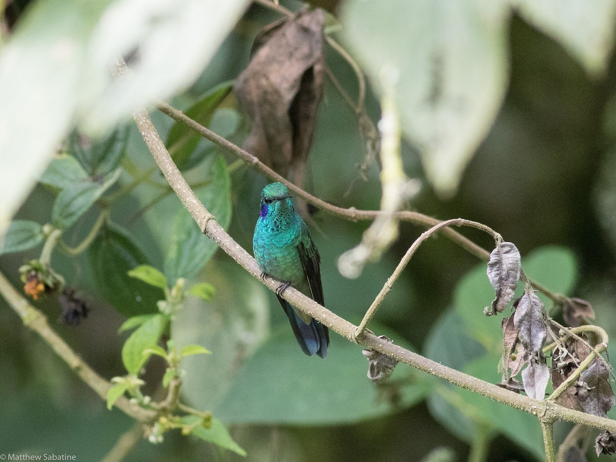 kolibřík modrouchý (ssp. cyanotus/crissalis) - ML115755151